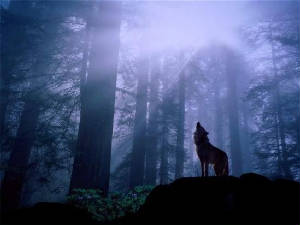 gray_wolf_howl.jpg